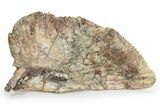 Huge, Triassic Amphibian (Metoposaurus) Clavicle Bone - Arizona #242317-4